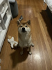 Zusätzliche Fotos: Wunderschöner Shiba Inu Hund mit Stammbaum