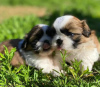 Foto №2 zu Ankündigung № 90355 zu verkaufen shih tzu - einkaufen Deutschland quotient 	ankündigung