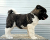 Foto №3. American Akita, Welpen. Serbien