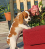 Foto №2 zu Ankündigung № 12540 zu verkaufen cavalier king charles spaniel - einkaufen Lettland quotient 	ankündigung