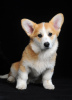 Foto №3. Pembroke Welsh Corgi Welpe zu verkaufen, 4 Monate alt. Hündin. Ukraine