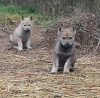 Foto №2 zu Ankündigung № 42020 zu verkaufen tschechoslowakischer wolfhund - einkaufen Bulgarien quotient 	ankündigung