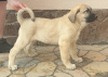 Zusätzliche Fotos: Türkische Kangal-Welpen