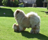 Foto №3. KC-registrierte cremefarbene Chow-Chow-Welpen. Deutschland