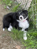 Foto №1. border collie - zum Verkauf in der Stadt Los Angeles | Frei | Ankündigung № 40111