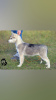 Foto №2 zu Ankündigung № 123381 zu verkaufen siberian husky - einkaufen Russische Föderation vom kindergarten