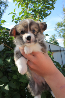 Foto №1. welsh corgi - zum Verkauf in der Stadt St. Petersburg | 731€ | Ankündigung № 2944