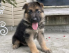 Foto №3. Adorable toilet trained German Shepherd. Deutschland