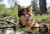 Zusätzliche Fotos: Schildpatt Maine Coon Katze