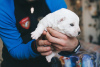 Foto №3. Nette Welpen des SAO Central Asian Shepherd Dog. Russische Föderation