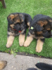 Foto №2 zu Ankündigung № 12040 zu verkaufen deutscher schäferhund - einkaufen Deutschland quotient 	ankündigung