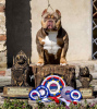 Zusätzliche Fotos: American Bully Welpen zu verkaufen