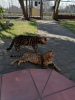 Zusätzliche Fotos: Bengalkatzen und Katzen