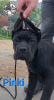 Foto №3. Cane Corso-Welpen. Serbien