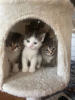 Foto №3. Kittens urgently looking for a new home. Deutschland