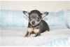 Foto №3. Entzückende Chihuahua-Welpen zur kostenlosen Adoption. Deutschland