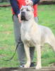 Foto №3. Cane Corso-Welpen. Serbien