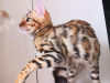 Zusätzliche Fotos: bengalische Kätzchen