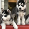 Foto №1. siberian husky - zum Verkauf in der Stadt Zürich | 370€ | Ankündigung № 65065