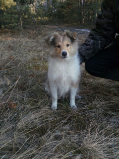 Foto №1. shetland sheepdog - zum Verkauf in der Stadt Minusinsk | 279€ | Ankündigung № 1789