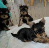 Foto №1. mischlingshund - zum Verkauf in der Stadt Jersey City | 710€ | Ankündigung № 36933