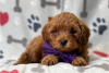 Foto №3. Wunderschöne Cavapoo-Welpen zur kostenlosen Adoption. Deutschland