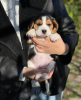 Foto №3. Beagle-Welpen zu verkaufen.. Moldawien