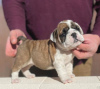 Foto №1. englische bulldogge - zum Verkauf in der Stadt Beverly Hills | 331€ | Ankündigung № 100199