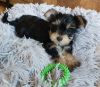 Foto №4. Ich werde verkaufen yorkshire terrier in der Stadt Naperville. züchter - preis - 473€