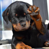 Foto №1. rottweiler - zum Verkauf in der Stadt Helsinki | 600€ | Ankündigung № 80564