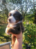 Foto №1. australian shepherd - zum Verkauf in der Stadt Iowa City | 379€ | Ankündigung № 111390