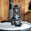 Foto №2 zu Ankündigung № 117444 zu verkaufen maine-coon-katze - einkaufen Schweiz quotient 	ankündigung