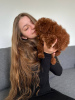 Foto №3. Toy Poodle Red Brown. Tschechische Republik