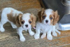 Foto №3. Cavalier King Charles Spaniel Welpen zur Adoption. Finnland