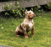 Foto №2 zu Ankündigung № 79574 zu verkaufen american bully - einkaufen Deutschland quotient 	ankündigung