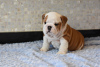 Foto №2 zu Ankündigung № 30196 zu verkaufen englische bulldogge - einkaufen Deutschland quotient 	ankündigung, züchter