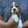 Foto №3. 12 Wochen alte Beagle-Welpen und -Männer suchen ihr neues Zuhause. Deutschland