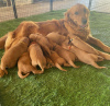 Foto №3. Männlicher und weiblicher Golden Retriever zur Adoption. Deutschland