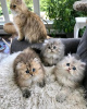 Foto №3. Schöne persische Kätzchen aus Gold und Chinchilla. Litauen