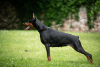 Foto №2 zu Ankündigung № 114771 zu verkaufen dobermann - einkaufen Serbien züchter