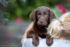 Foto №2 zu Ankündigung № 64565 zu verkaufen labrador retriever - einkaufen Russische Föderation züchter