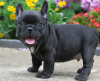 Foto №2 zu Ankündigung № 80041 zu verkaufen französische bulldogge - einkaufen Australien quotient 	ankündigung