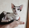 Foto №1. devon rex - zum Verkauf in der Stadt Indianapolis | 284€ | Ankündigung № 55583