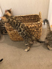 Foto №3. Süße Bengalkatzen-Kätzchen sind jetzt zur Adoption verfügbar. Deutschland
