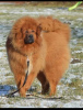 Zusätzliche Fotos: Tibetischer Mastiff