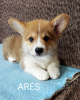 Foto №1. welsh corgi - zum Verkauf in der Stadt Валево | 550€ | Ankündigung № 118320