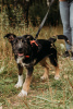 Foto №1. mischlingshund - zum Verkauf in der Stadt Москва | Frei | Ankündigung № 80906