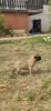 Zusätzliche Fotos: Bullmastiff-Welpen