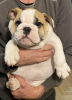 Zusätzliche Fotos: Englische Bulldogge