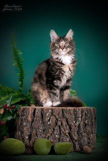 Foto №4. Ich werde verkaufen maine-coon-katze in der Stadt Omsk. vom kindergarten, züchter - preis - verhandelt